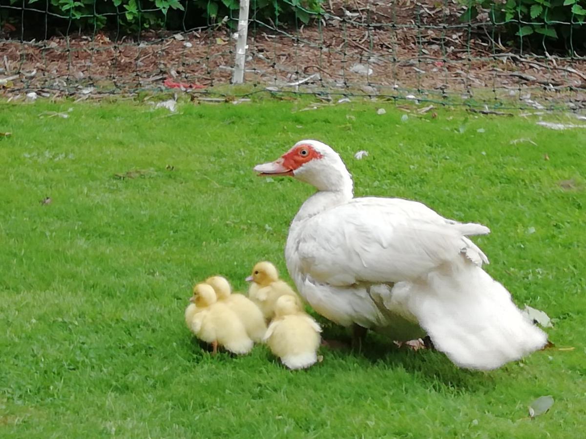 Clumber Lane End Farm Bed & Breakfast Worksop Luaran gambar