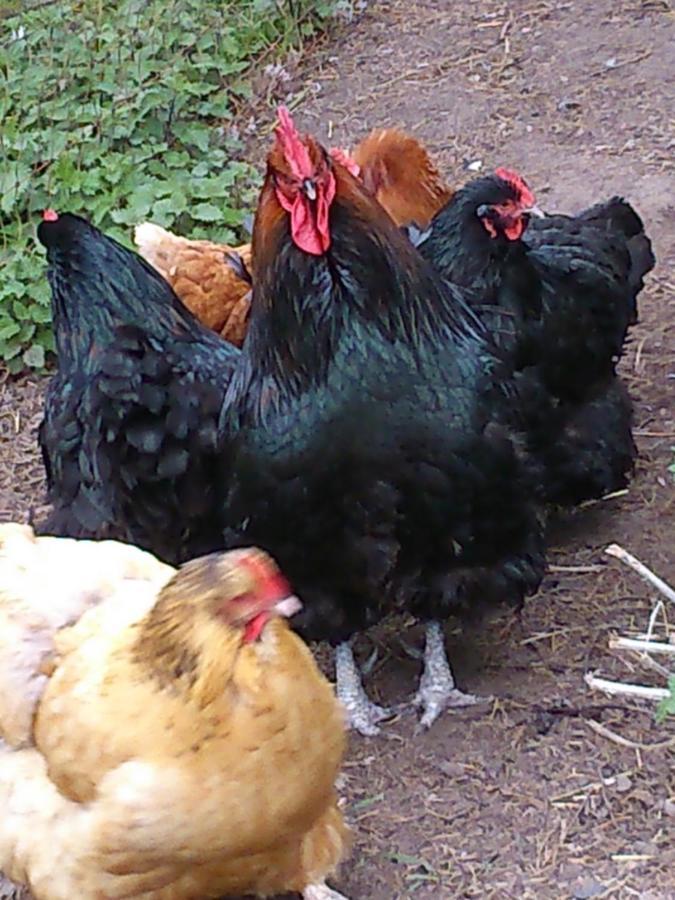 Clumber Lane End Farm Bed & Breakfast Worksop Luaran gambar